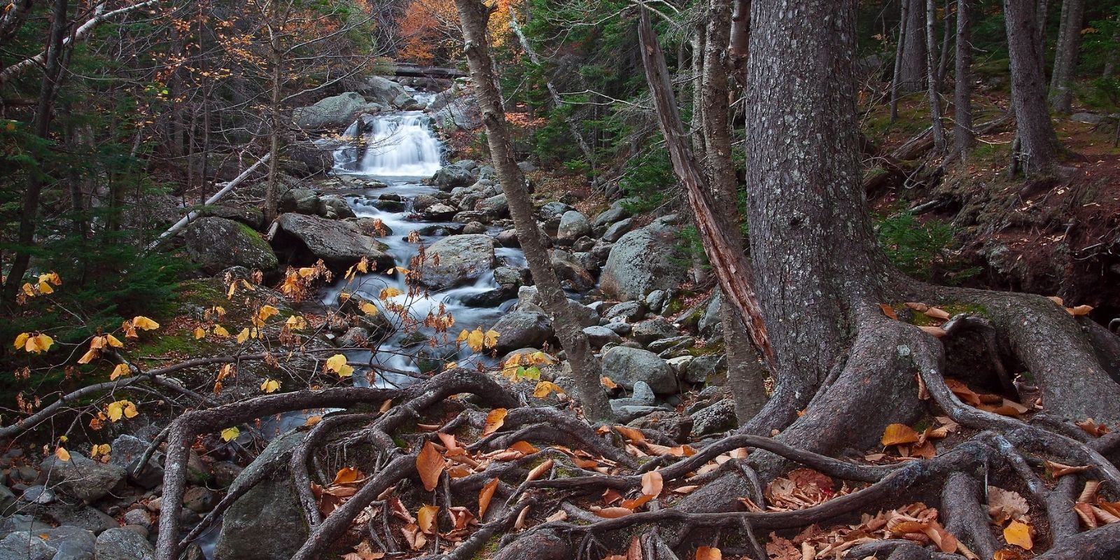 Photo of autumnal forest scene with tall trees and exposed roots in the foreground, with a small waterfall in the background.