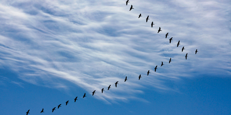 Migrating geese by scol22 from Getty Images