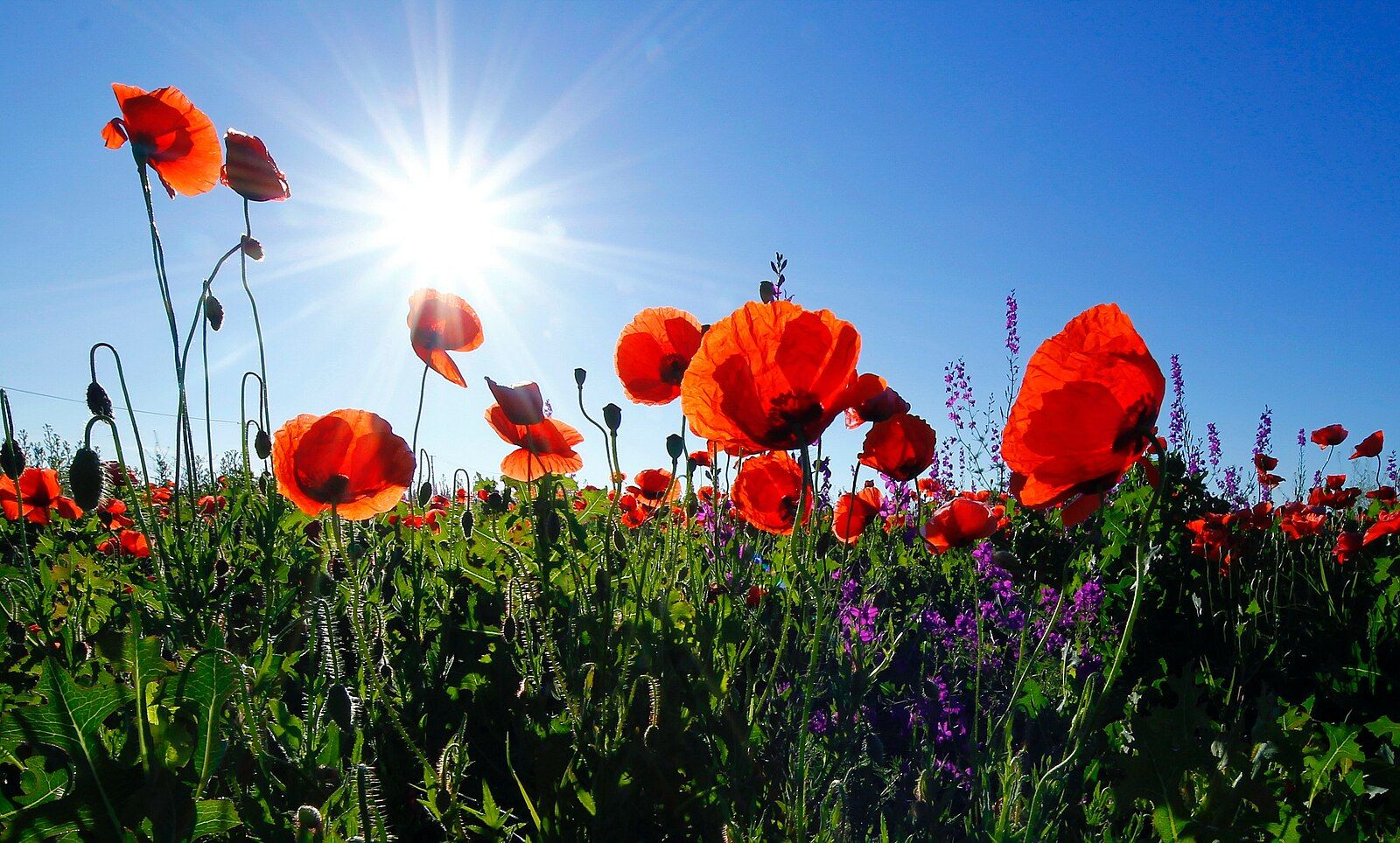 Photo red poppies under morning sun in România, Comuna Șoarș, Romania.