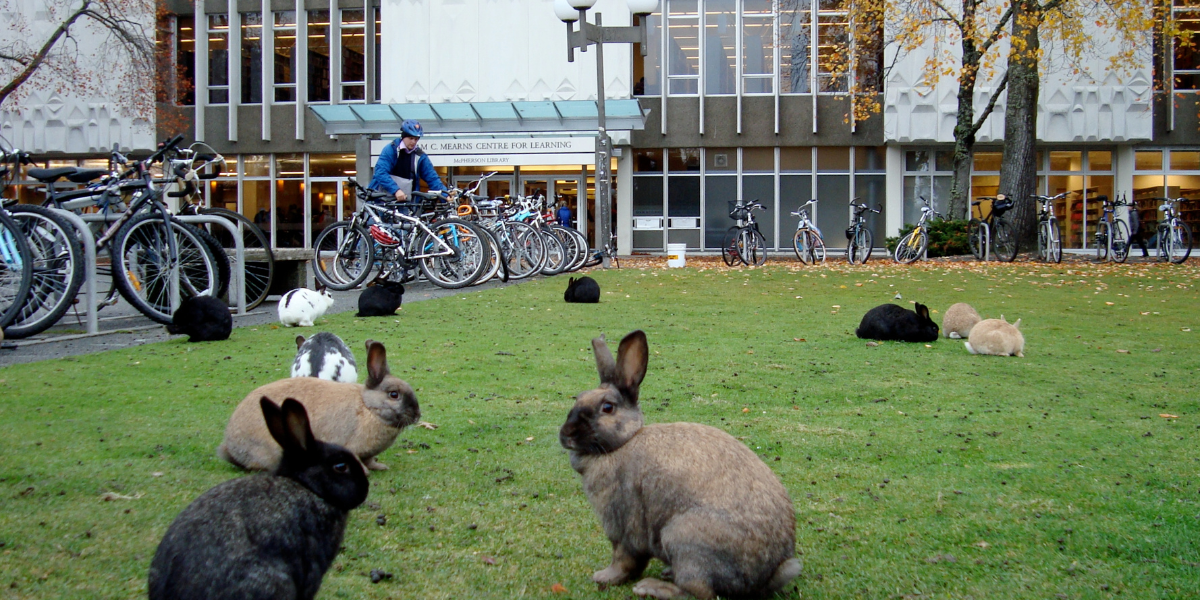 Photo of the University of Victoria library, bikes, and rabbits on the lawn.