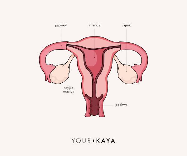 Ilustracja układu rozrodczego kobiety i macicy