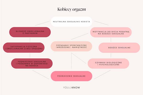 infografika cykl reakcji seksualnych