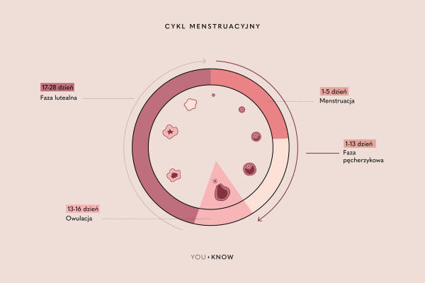 ilustracja cykl menstruacyjny owulacja
