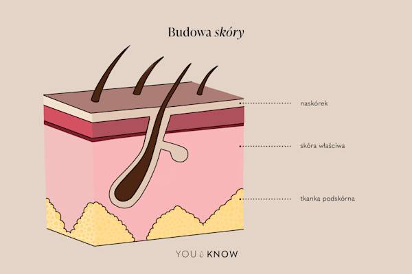 budowa skóry