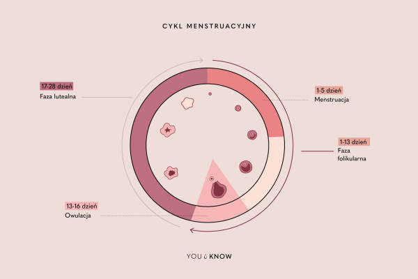 Cykl menstruacyjny ilustracja