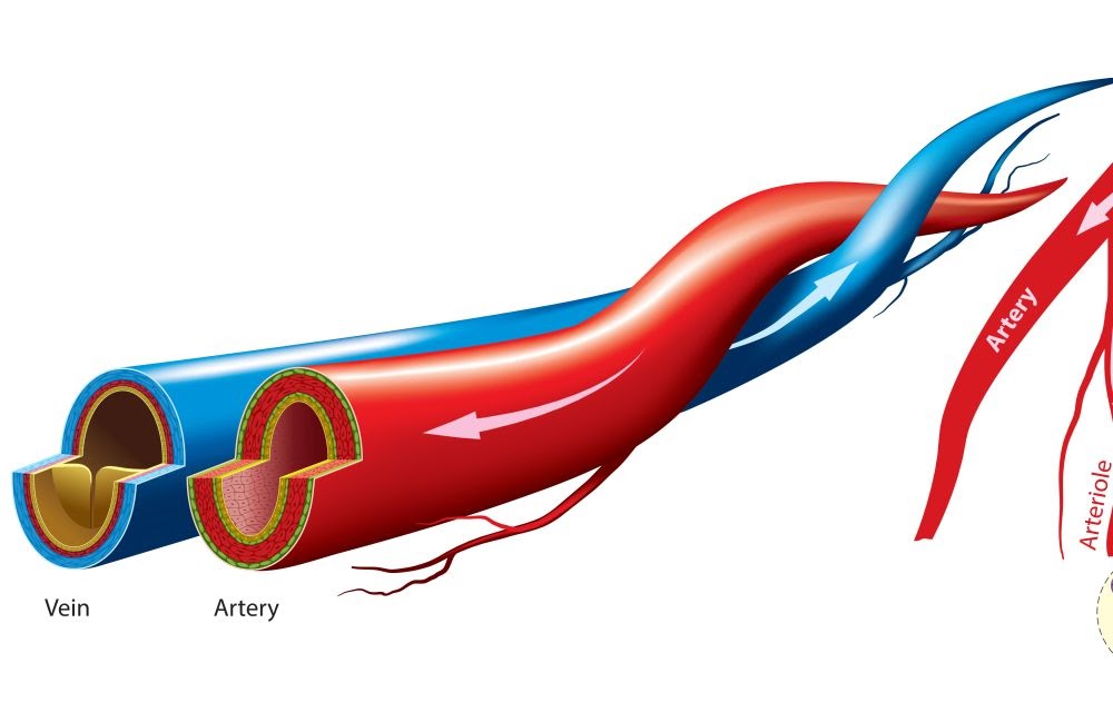 Cat 2 veins.vs .arteries
