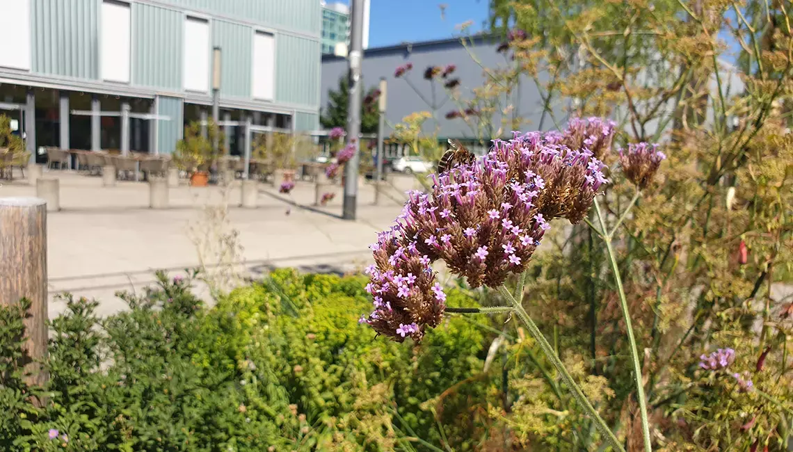 Rétrospective du colloque sur les systèmes végétaux 2023 – systèmes de végétation dans la ville-éponge