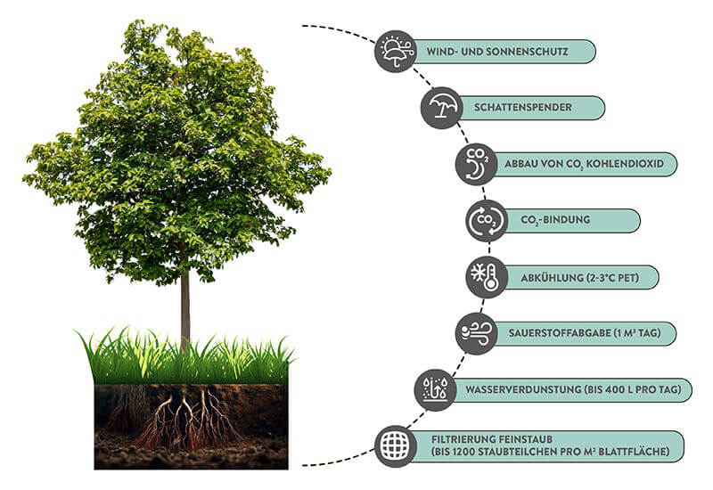 Schwammstadt Grafik Baum