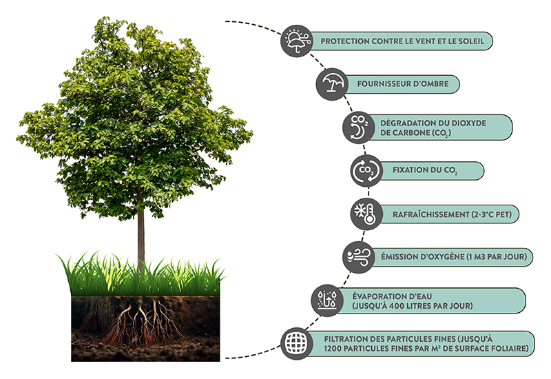 Ville éponge Graphique Arbre