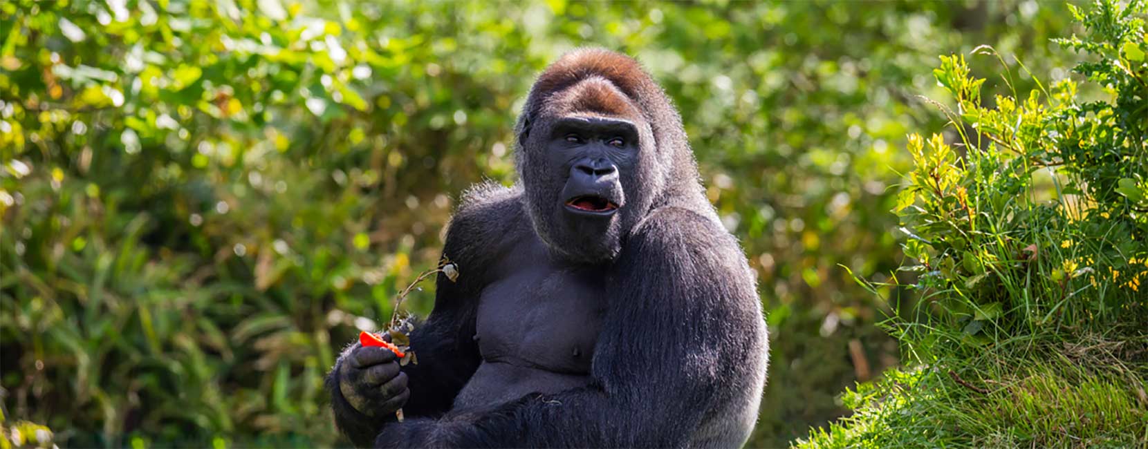 Gorilla A Gorilla in a forest environment, sitting calmly while eating a fruit