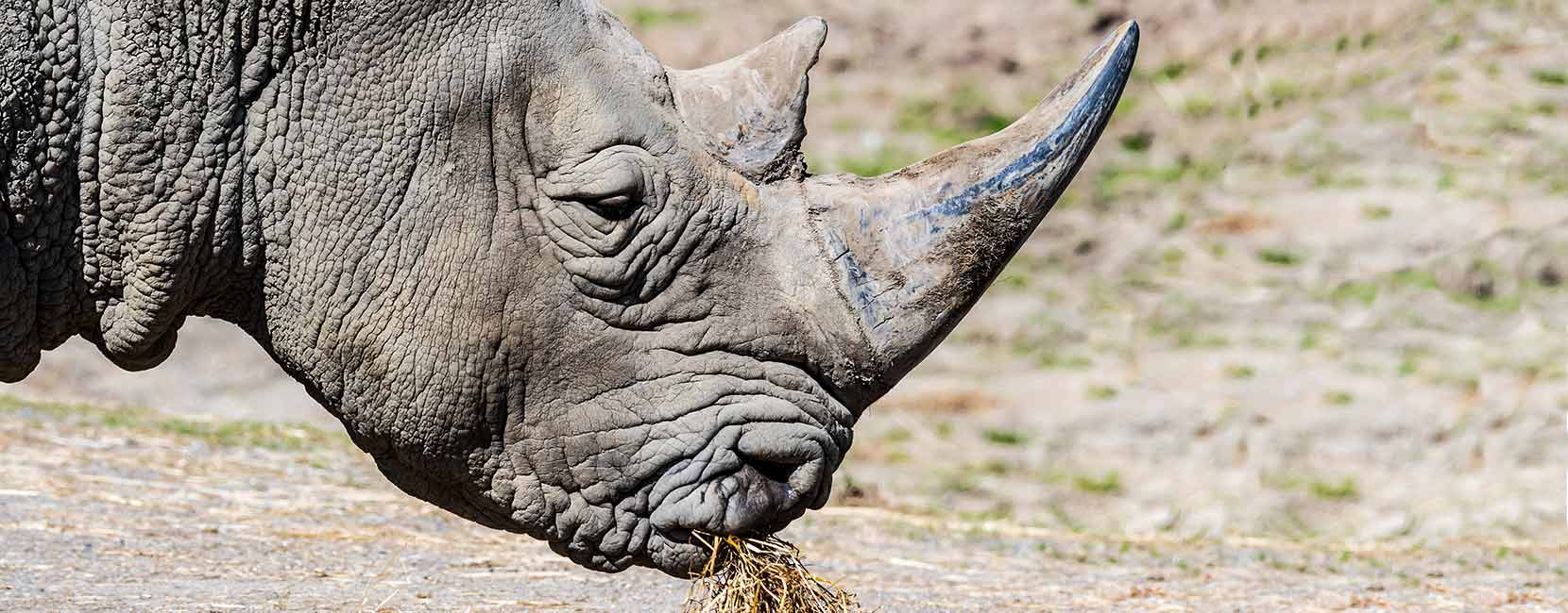 Rhino Dublin Zoo | Rhino