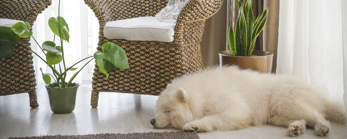 A dog sleeping beside a chair