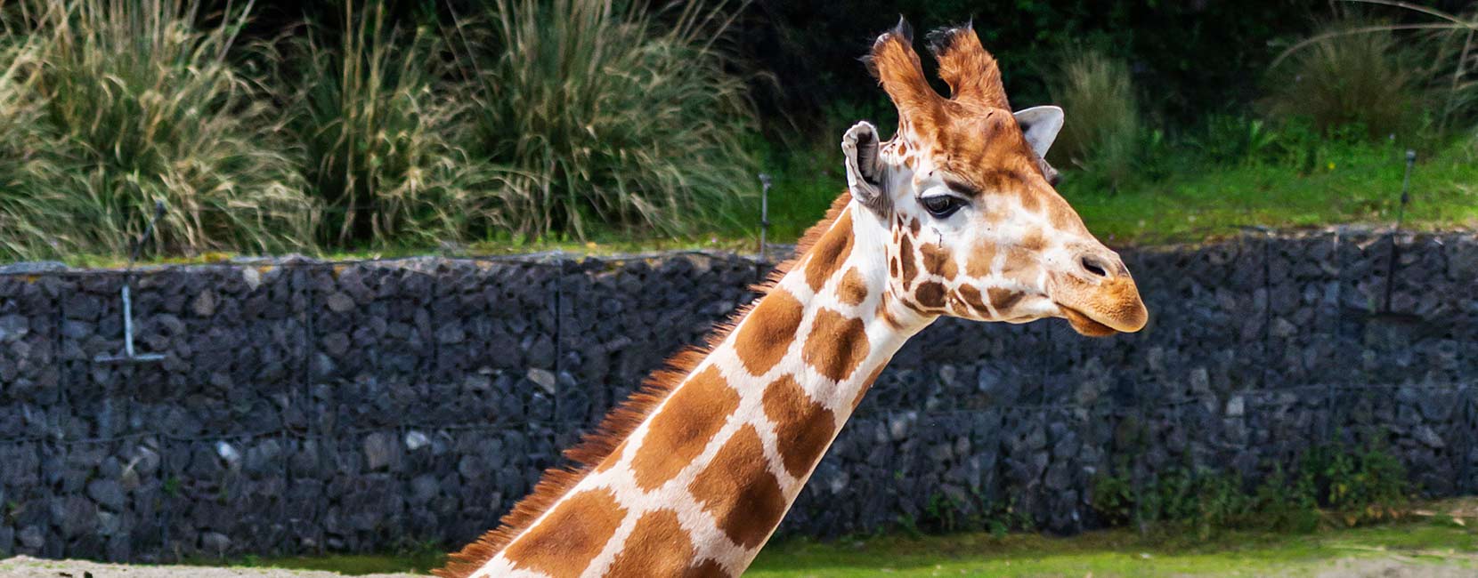 Giraffe Dublin Zoo | Giraffe