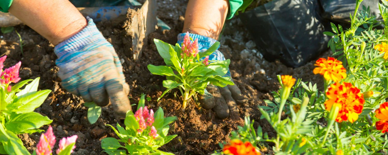A pair of hands wearing garden gloves working with flowers