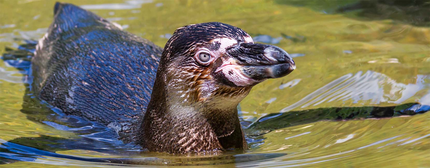 Penguin A penguin swimming in the water