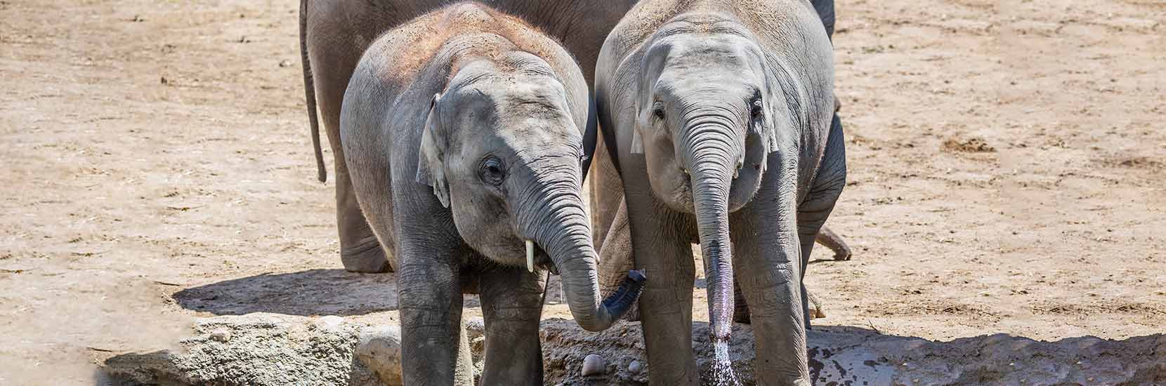 Elephants A group of baby elephants, with one playfully spraying water from its trunk