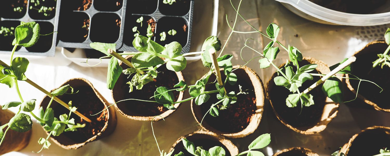 Small plats in a pot arranged on a flat surface