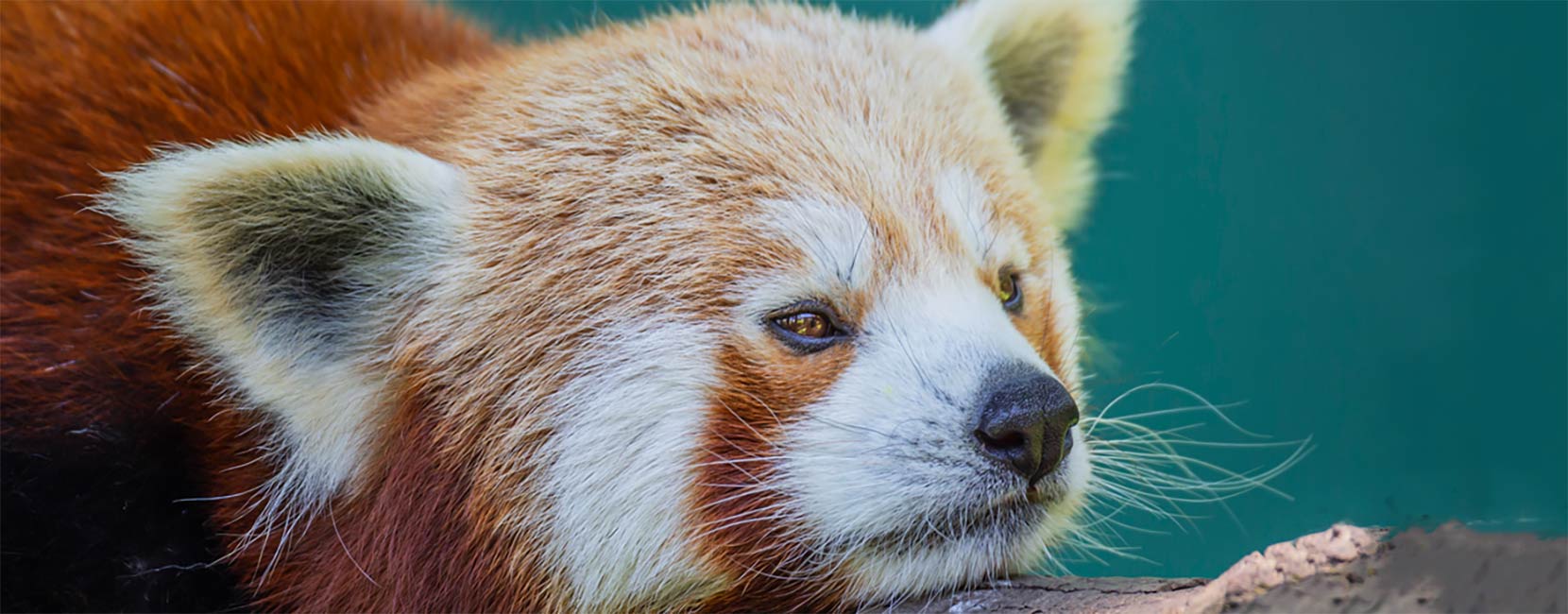 Red Panda A red and white panda resting on a tree