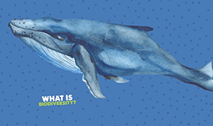 Whale with a text " What is  Biodiversity?"