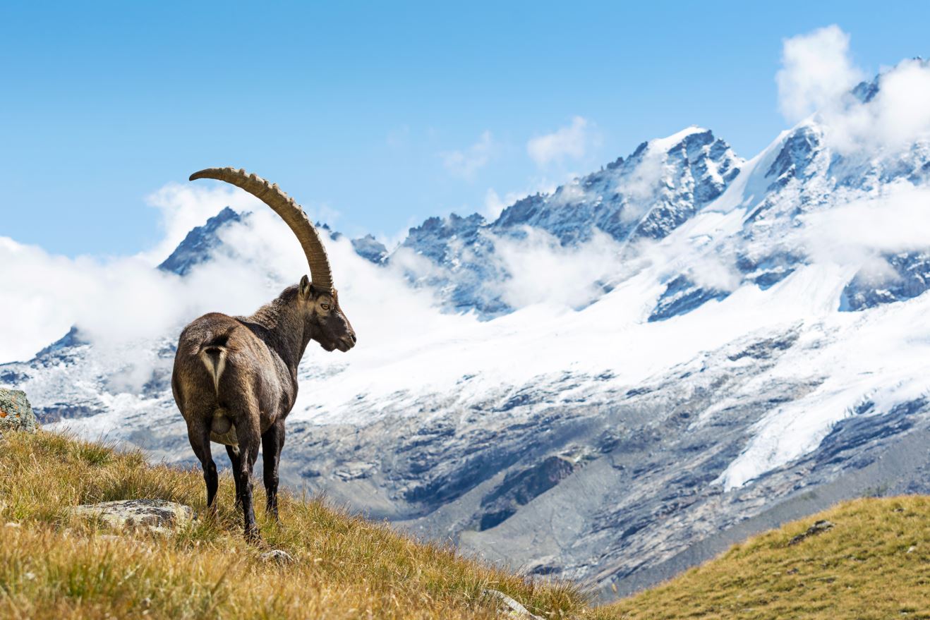 Traversata Rifugio Vittorio Emanuele - Rif. Chabod