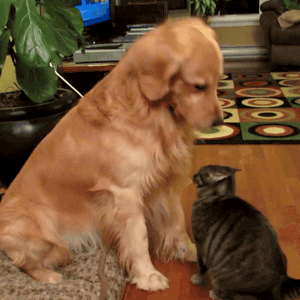 b2b-abm-golden-retriever-cat