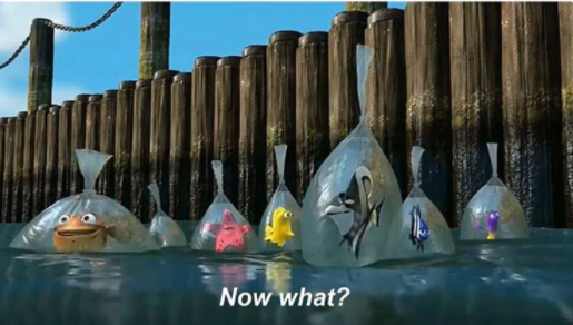 finding-nemo-meme-now-what