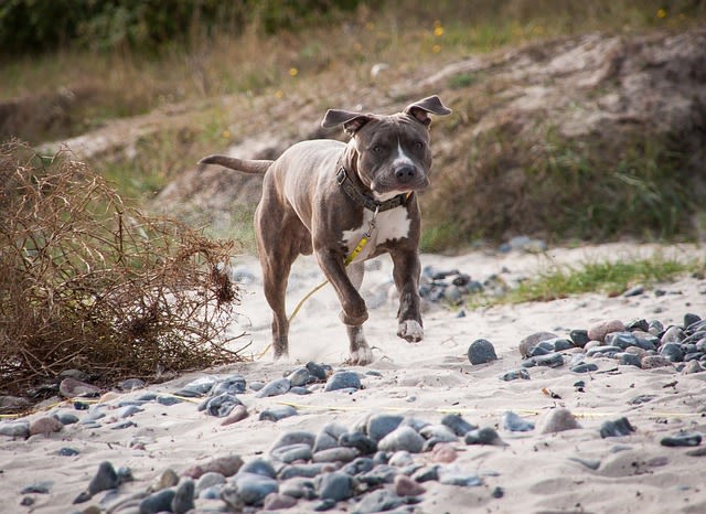 amstaff adulte