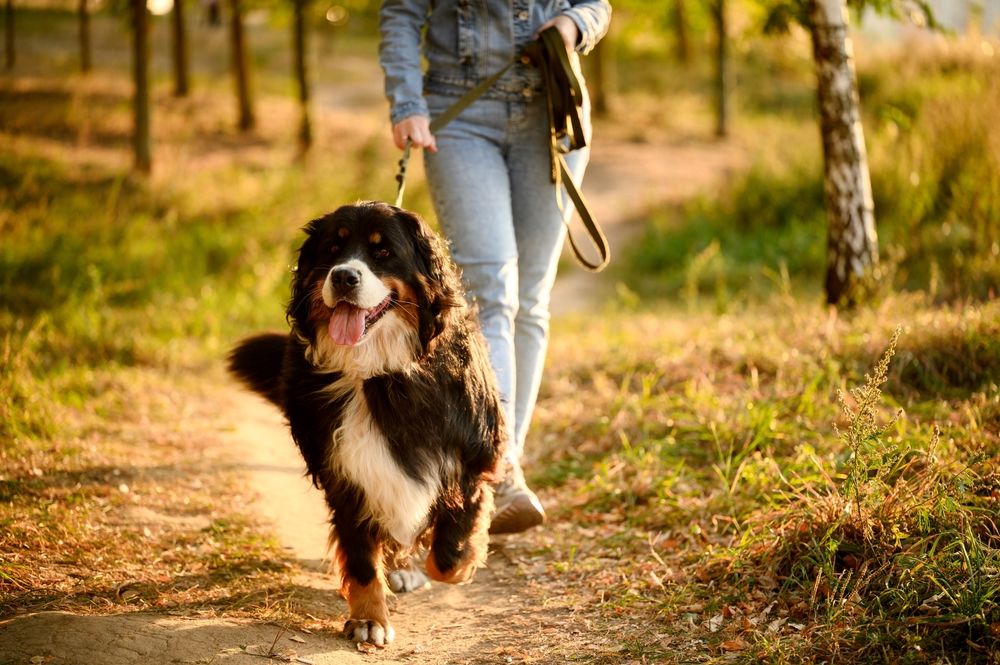 Berner Sennenhond boswandeling