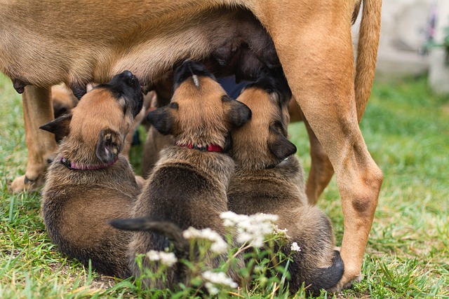 allaitement chiot