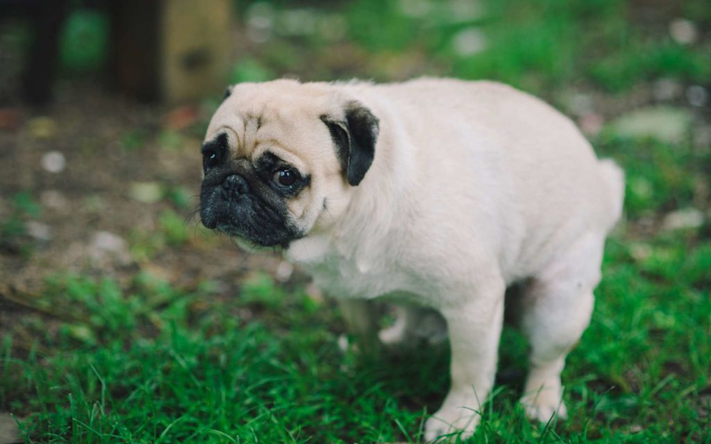 La-constipation-chez-le-chien.jpg