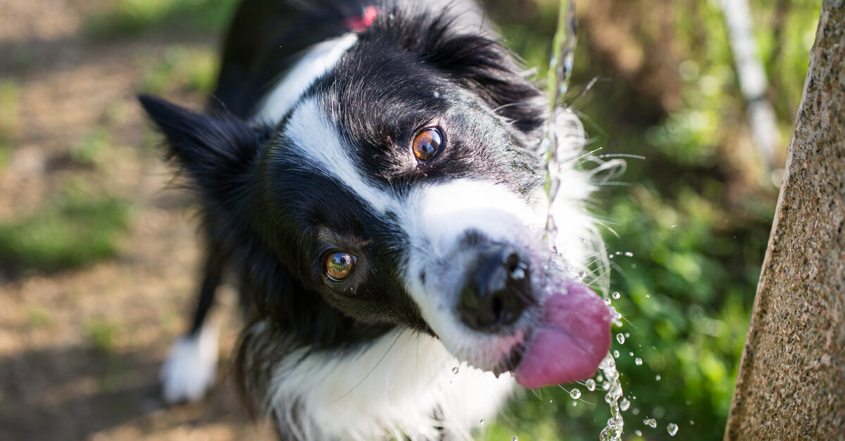 cuánta agua debe beber un cachorro de 6 semanas