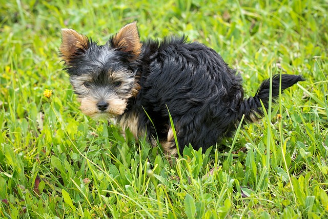 chien qui fait ses besoins