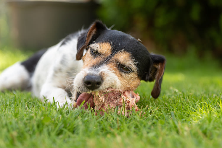 os pour chien