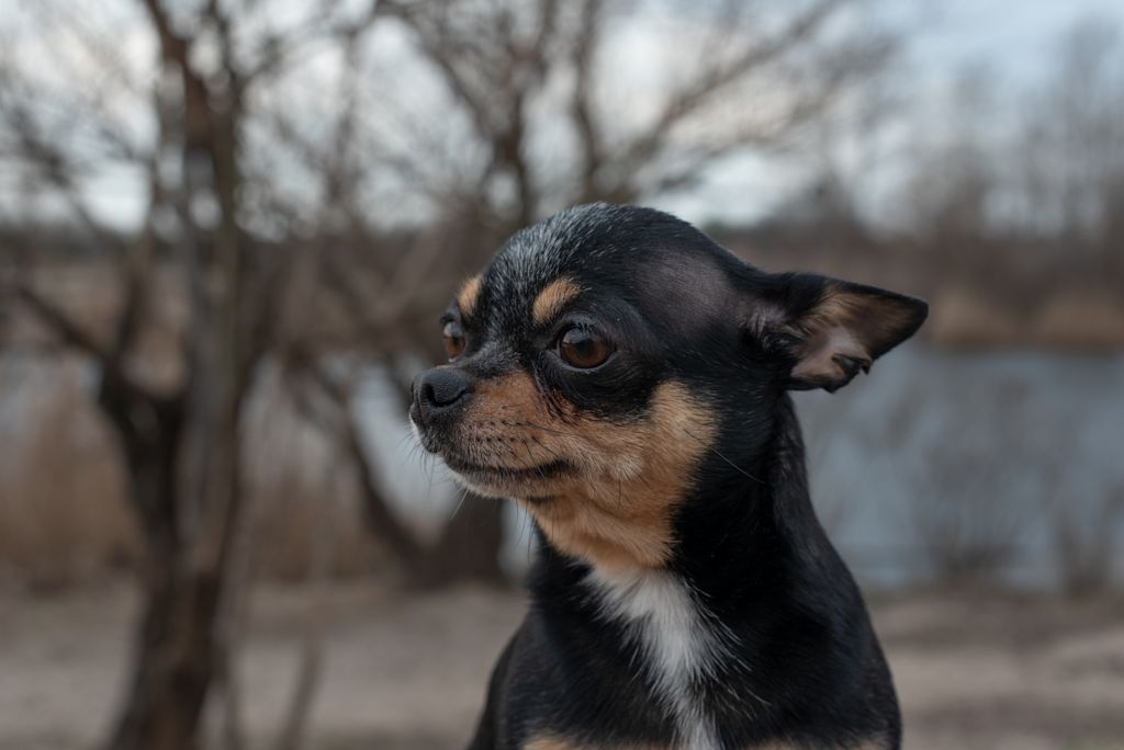 Chihuahua noir
