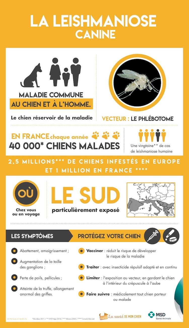 Infographie_Leishmaniose