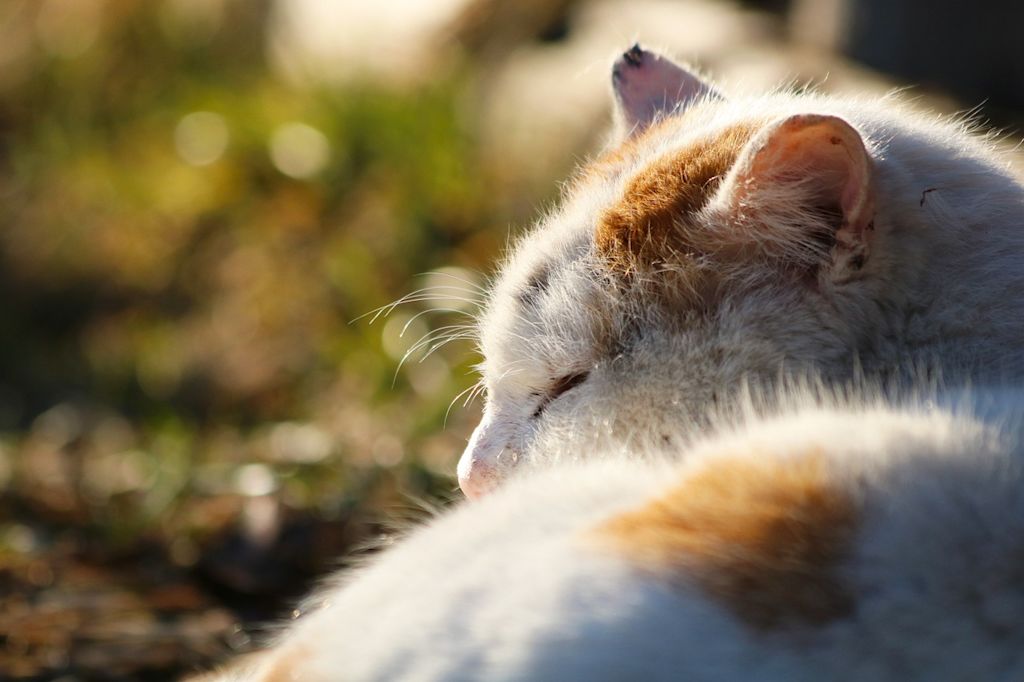 chat blanc et roux endormi