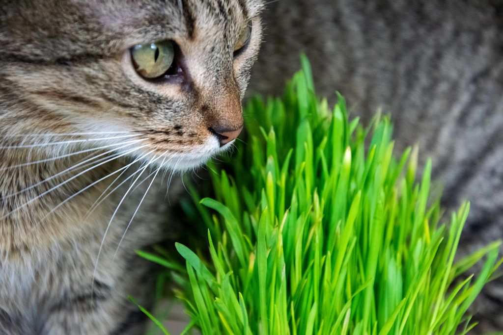 chat adulte et herbe
