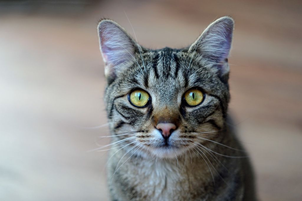 chat tigré aux yeux verts