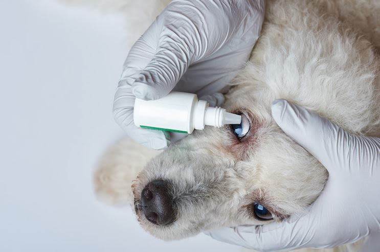 4-collyre glaucome chien