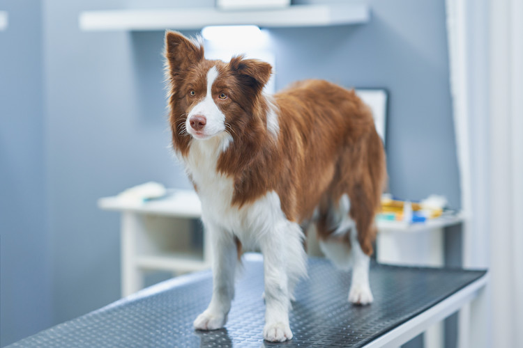 Certains races chiens sont sensibles à une molécule particulière contenue dans des vermifuges