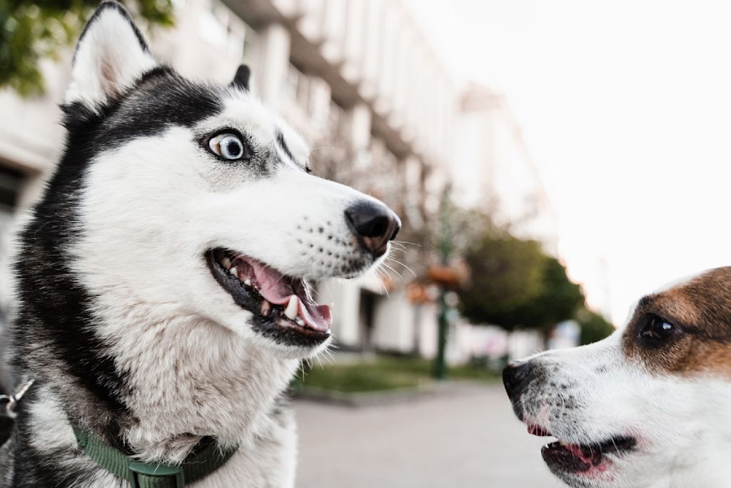 chiens qui aboient