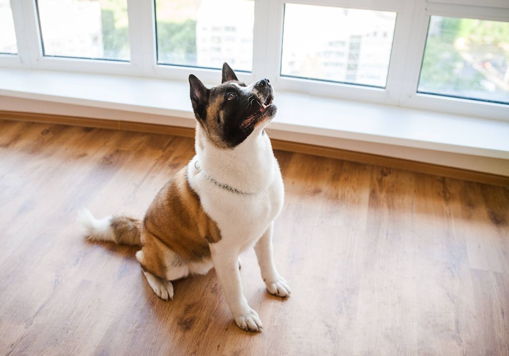 Akita américain adulte