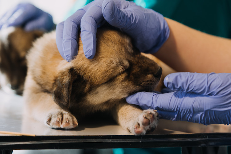 vaccin maladie de Carré chez le chien