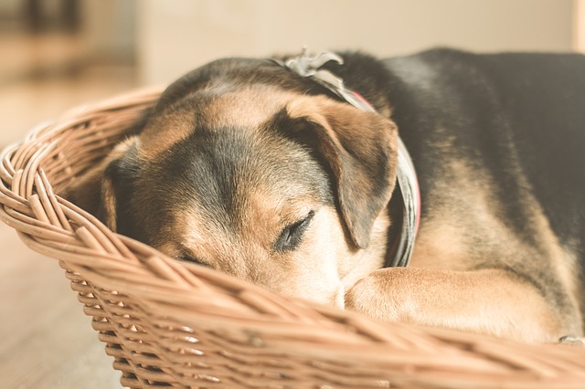 Hund schläft im Körbchen