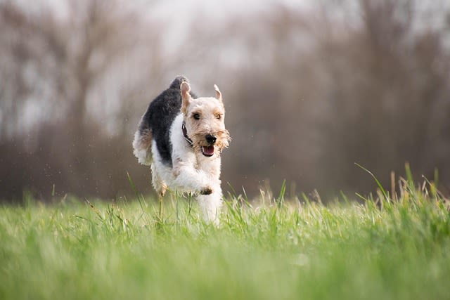 Fox terrier qui court