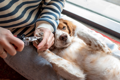 cuanto cobran los veterinarios por cortarle las uñas a los perros