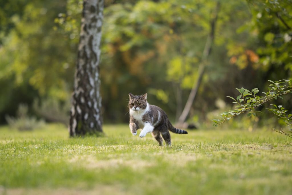 gatto che corre in giardino