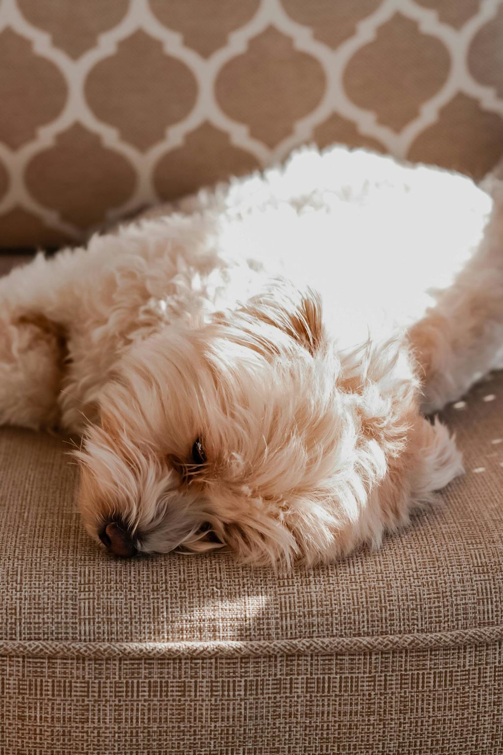 Maltipoo qui dort