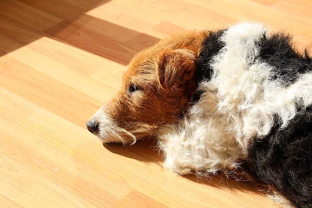 Fox terrier qui dort