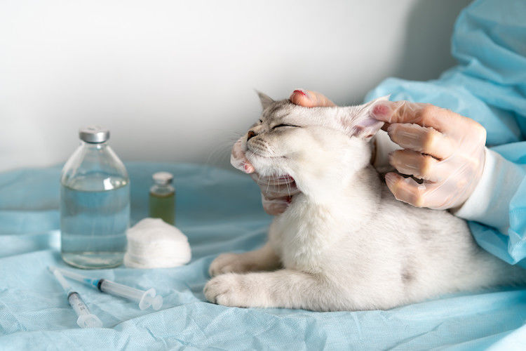 chat soin oreilles vétérinaire